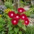 Morning Glory Crimson Rambler Ipomoea Purpurea Seeds