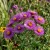 Aster New England Symphyotrichum Novae-Angliae Seeds 