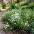 Five Spot Nemophila Maculata Seeds