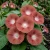 Morning Glory Japanese Chocolate Ipomoea Nil