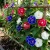 Morning Glory Japanese Kikyo-Zaki Ipomoea Nil Seeds