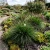 Sedge Bath Carex Davalliana 