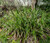 Sedge Pendulous Fresh Look Carex Pendula 