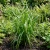 Sedge Pendulous Fresh Look Carex Pendula 