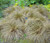 Sedge New Zealand Hair Frosted Curls Carex Comans 