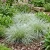 Sedge New Zealand Hair Frosted Curls Carex Comans 