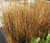 Sedge Leatherleaf Red Rooster Carex Buchananii Seeds