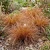 Sedge New Zealand Hair Cappuccino Carex Tenuiculmis Seeds