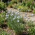 Flax Blue Annual Linum Usitatissimum Organic Seeds 2