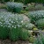 Flax Blue Annual Linum Usitatissimum Organic Seeds