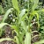 Job's Tears Grass Coix Lacryma-Jobi Seeds 