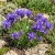 Grassy Bells Blue Edraianthus Tenuifolius Seeds