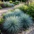 Grey Hair Grass Spiky Blue Corynephorus Canescens Seeds 