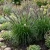 Fountain Grass Black Pennisetum Alopecuroides Viridescens Seeds 