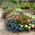 Morning Glory Dwarf Ensign Mix Convolvulus Tricolor Minor Seeds