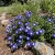 Morning Glory Dwarf Ensign Royal Blue Convolvulus Tricolor Minor Seeds