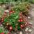 Morning Glory Dwarf Ensign Red Convolvulus Tricolor Minor Seeds