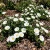 Morning Glory Dwarf Ensign White Convolvulus Tricolor Minor Seeds