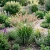 Fountain Grass Pennisetum Alopecuroides Seeds 