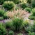 Fountain Grass Oriental Pennisetum Orientale Seeds 