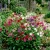 Tobacco Flowering Nicotiana Alata Seeds