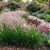 Fountain Grass Rose Pink Pennisetum Ruppelii Seeds Seeds 