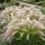 Foxtail Barley Hordeum Jubatum Seeds 