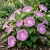 Morning Glory Japanese Morning Call Pink Ipomoea Nil Seeds