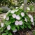 Morning Glory Shiva Ipomoea Purpurea Seeds