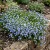 Speedwell Creeping Blue Veronica Repens Seeds 