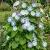Morning Glory Flying Saucers Ipomoea Tricolor Seeds