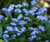 Forget Me Not Myosotis Sylvatica Seeds 3