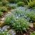 Forget Me Not Myosotis Sylvatica Seeds 2