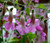 Chinese Foxglove Rosy Purple Rehmannia Elata Seeds