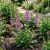Chinese Foxglove Rosy Purple Rehmannia Elata Seeds