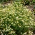 Chamomile German Matricaria Recutita Seeds