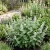 Catnip Nepeta Cataria Seeds