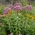 Joe Pye Weed Spotted Eupatorium Maculatum Seeds