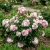 China Rose Angel Wings Rosa Chinensis Seeds