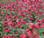 Bee Balm Panorama Mix Monarda Didyma Seeds 4