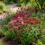 Bee Balm Panorama Mix Monarda Didyma Seeds