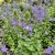 Venus' Looking Glass Large Blue Triodanis Perfoliata Seeds