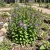 Venus' Looking Glass Large Blue Triodanis Perfoliata Seeds 2
