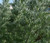 Wormwood Common Artemisia Absinthium Seeds
