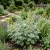Wormwood Artemisia Absinthium Seeds 2