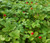 Strawberry Indian Duchesnea Indica Tuttifrutti Seeds