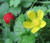 Strawberry Indian Duchesnea Indica Tuttifrutti Seeds 2