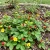 Strawberry Indian Duchesnea Indica Tuttifrutti Seeds
