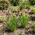 Rush Swordleaf Juncus Ensifolius Seeds