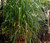 Lemon Grass East Indian Cymbopogon Flexuosus Seeds